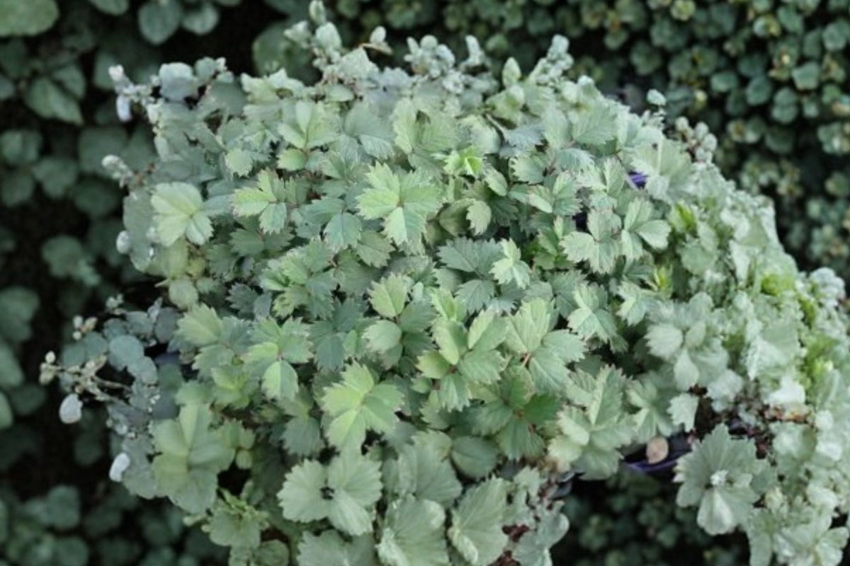 Acaena 'Blue Haze' Groundcover Perennial - Spreading Lawn Alternative, Deer Resistant, Rock Garden Plant, 3.5" Live Plant
