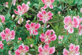 Japanese Show Lily Bulb, Fragrant Pink Lily, Lilium speciosum 'Rubrum', Woodland Garden Perennial