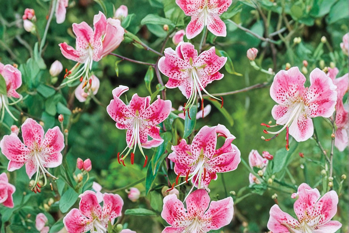 Japanese Show Lily Bulb, Fragrant Pink Lily, Lilium speciosum 'Rubrum', Woodland Garden Perennial