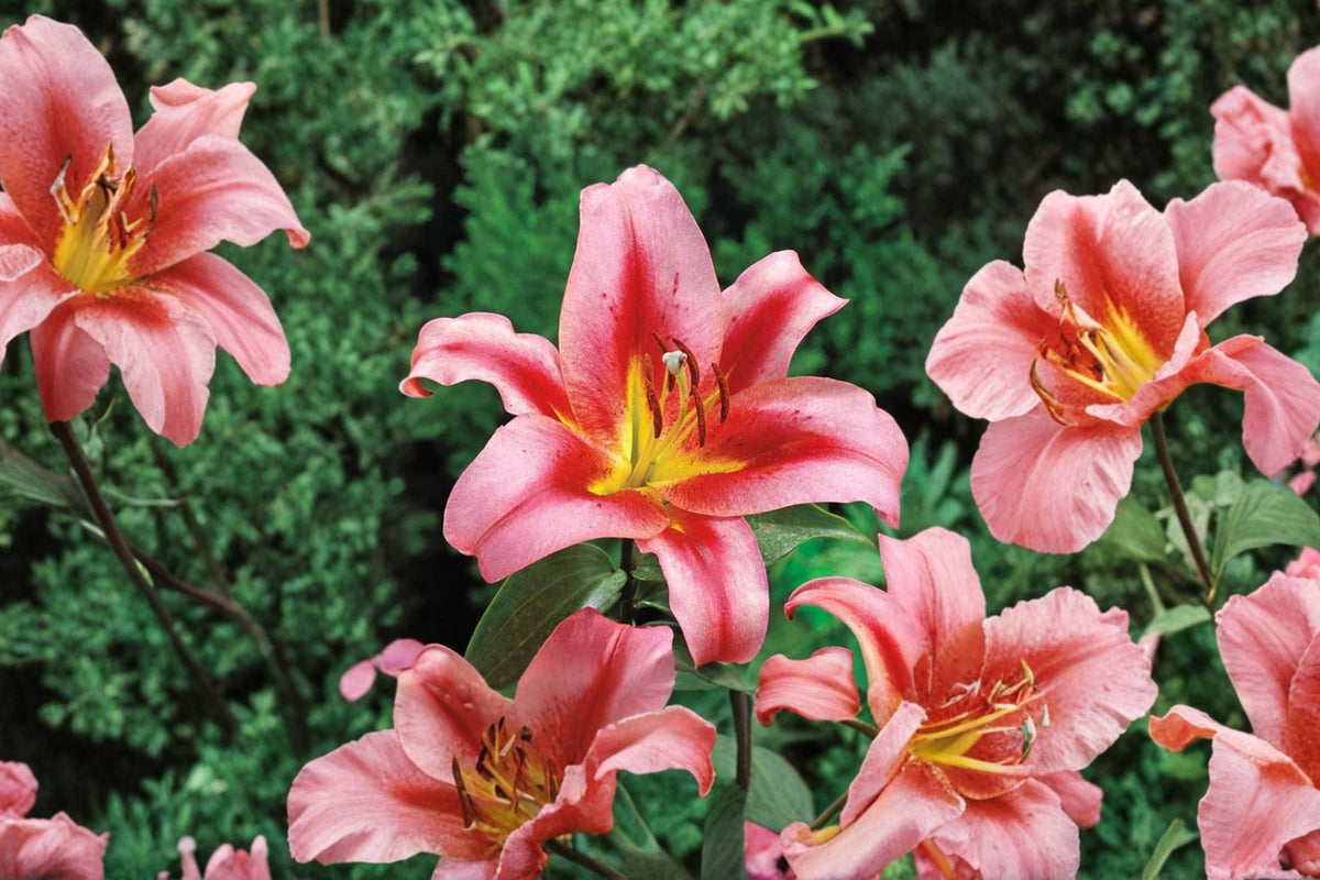 Giant Orienpet Lily Bulb - Fragrant Pink 'Olympic Torch' - Tall Perennial Flower for Garden & Cut Flowers - Pollinator-Friendly