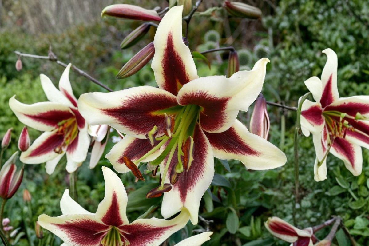 Giant Orienpet Lily Bulb - Fragrant Burgundy & White Flowers - Tall Perennial Flower - Lilium OT 'Beverly Dreams'
