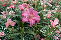 Double Pink & White Lily Bulb | Pollen-Free Oriental Lily 'Lotus Wonder' | Cut Flower Garden | Perennial Flower