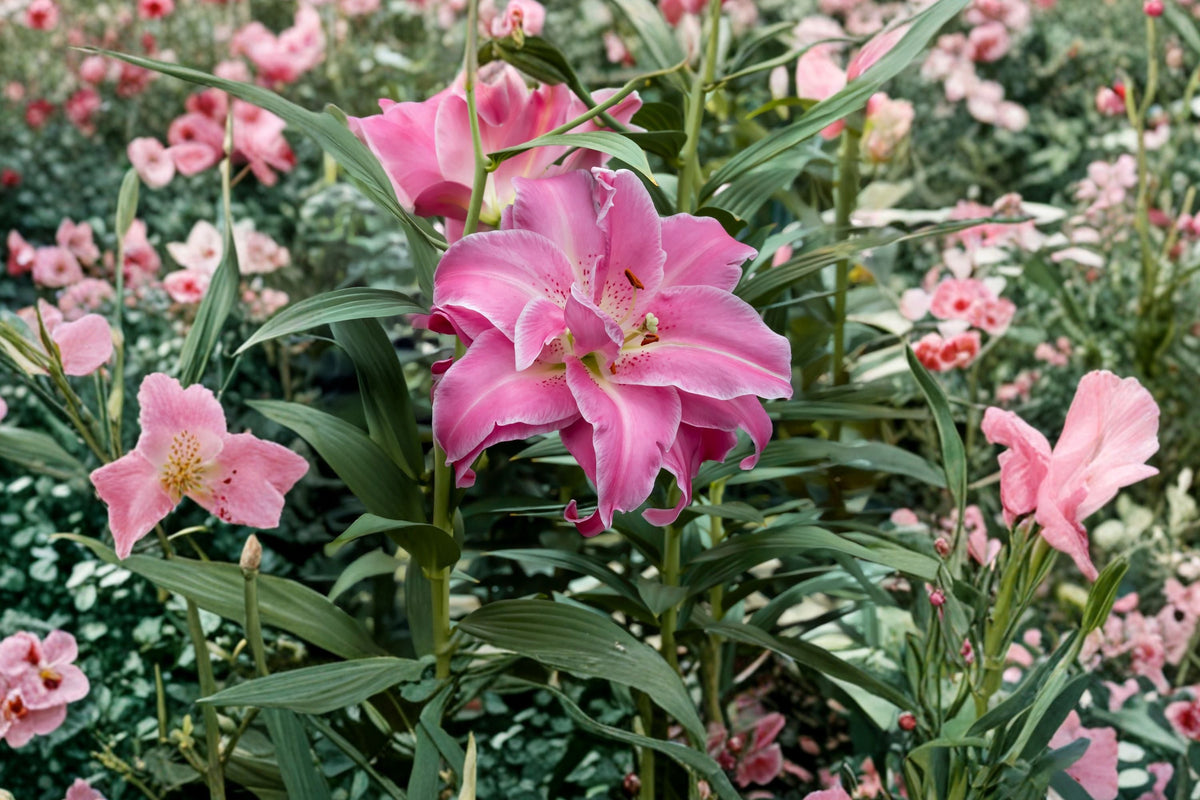 Double Pink & White Lily Bulb | Pollen-Free Oriental Lily 'Lotus Wonder' | Cut Flower Garden | Perennial Flower