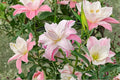 Lilium 'Lotus Queen' Double Pink Oriental Lily Bulb | Perennial Garden Plant | Cut Flower | Bareroot Lily