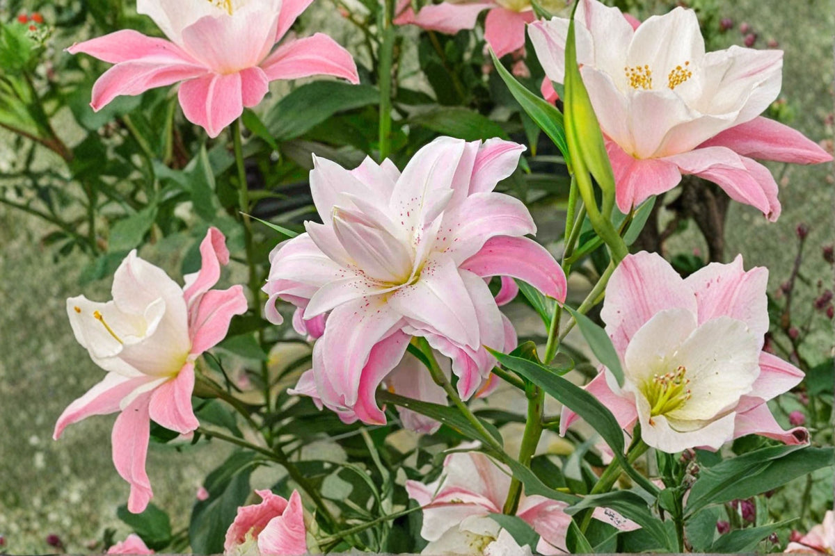 Lilium 'Lotus Queen' Double Pink Oriental Lily Bulb | Perennial Garden Plant | Cut Flower | Bareroot Lily