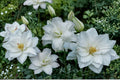 White Double Oriental Lily Bulb | Pollen-Free Perennial Flower | Lilium 'Lotus Pure' | Garden, Cut Flower, Bareroot