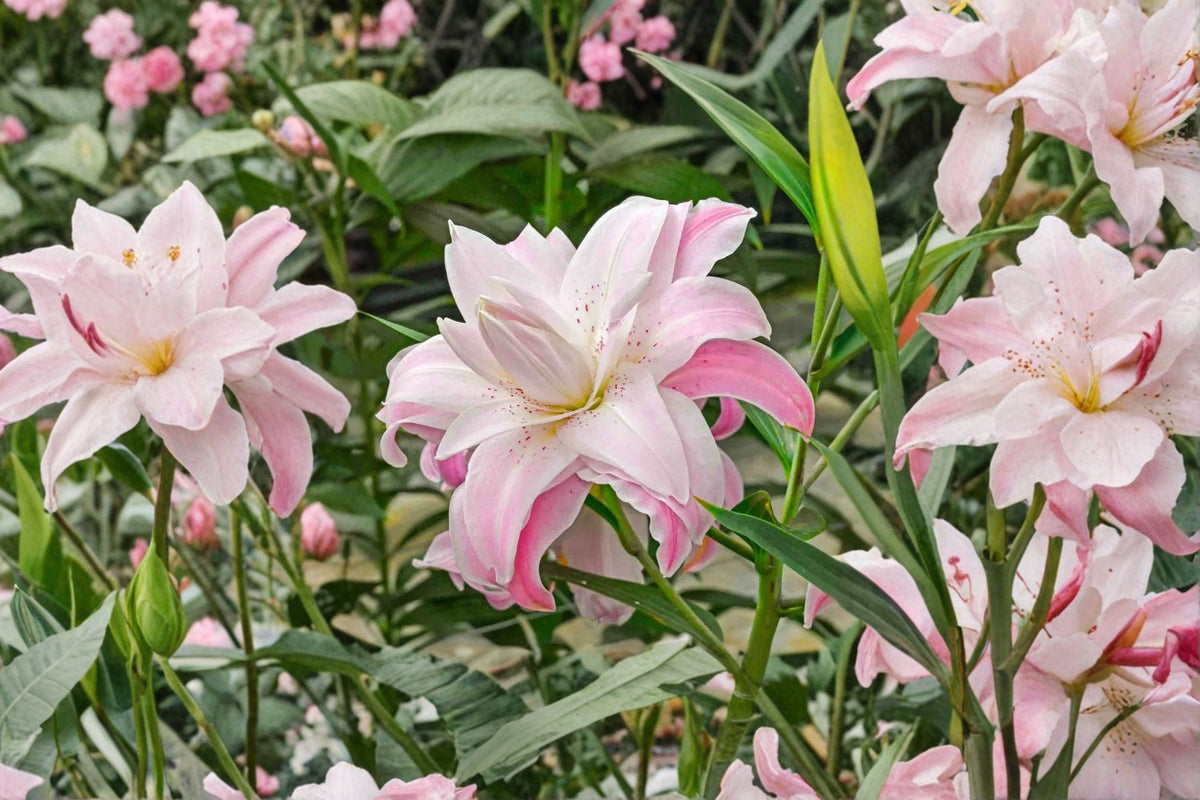 Double Oriental Lily Bulb Pink & White 'Lotus Elegance' Pollen-Free Perennial Flower, Lilium hybrid