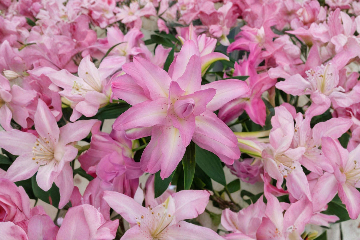 Lilium 'Lotus Dream' Double Oriental Lily Bulb Pink Pollen-Free Perennial Flower for Cutting Gardens