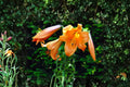 Giant Trumpet Lily Bulb | Fragrant Apricot Orange Flowers | Tall Perennial Lily | Bareroot Lilium 'African Queen'