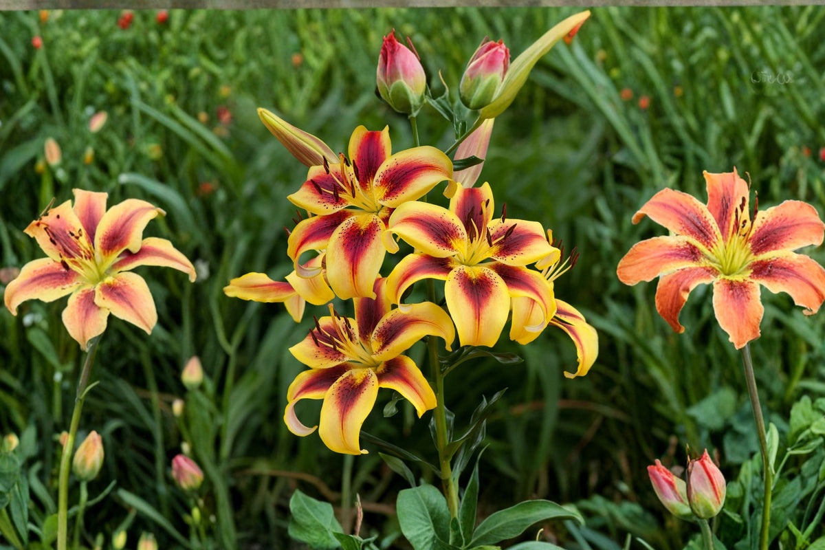 Lilium 'Viva La Vida' Bicolor Lily Bulb – Fragrant Yellow & Red Perennial Flower for Garden & Cut Flowers