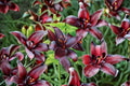 Dark Burgundy Asiatic Lily Bulb | Lilium 'Night Flyer' | Perennial Flower for Garden & Cut Flowers