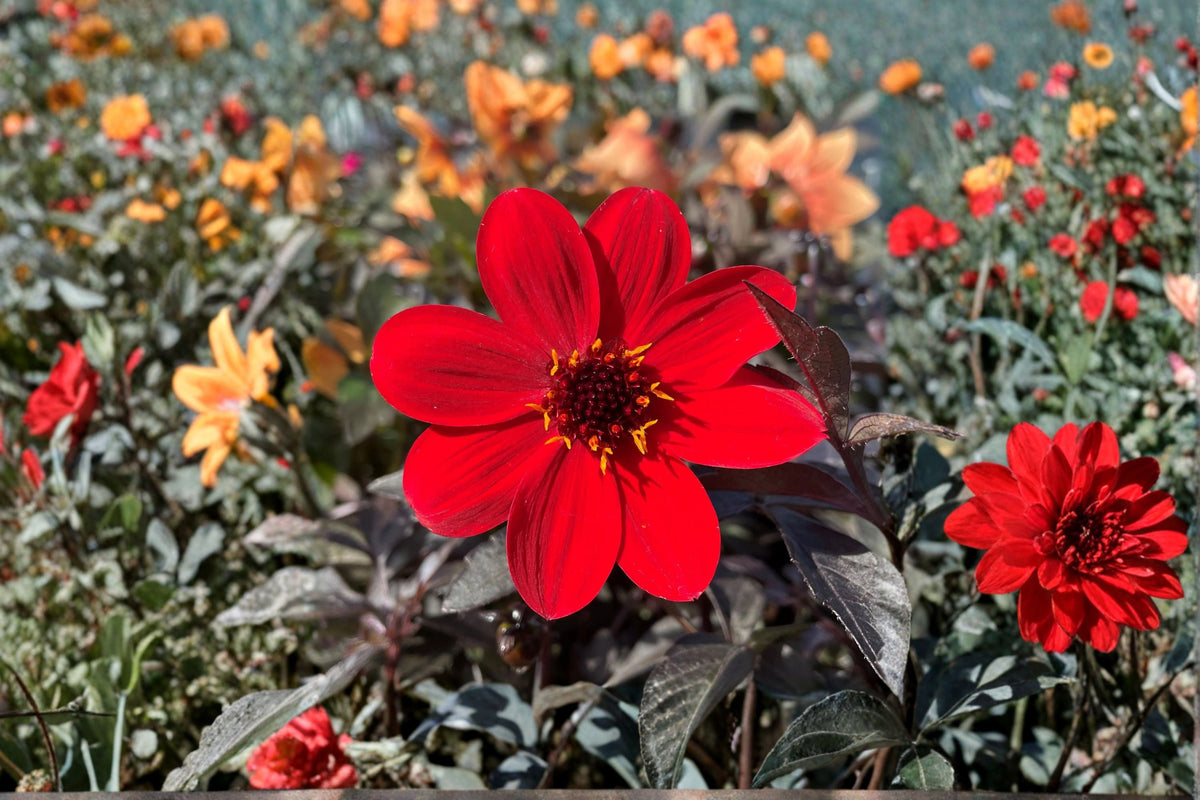 Dahlia Live Plant 4.5 Inch Pot Mystic Enchantment Red Dark Foliage Pollinator Friendly Garden