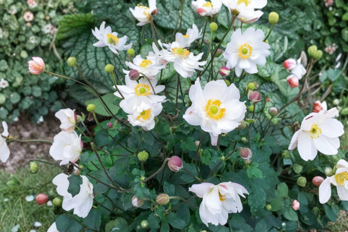Anemone Fantasy Snow Angel White Windflower Live Plant – Flowering Perennial, Pollinator Friendly, 4.5 Inch Pot