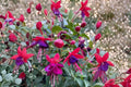 Fuchsia 'Santa Claus' Hardy Live Plant | Red & Purple Flowers | Pollinator & Hummingbird Attracting Perennial | 1 Gallon Pot