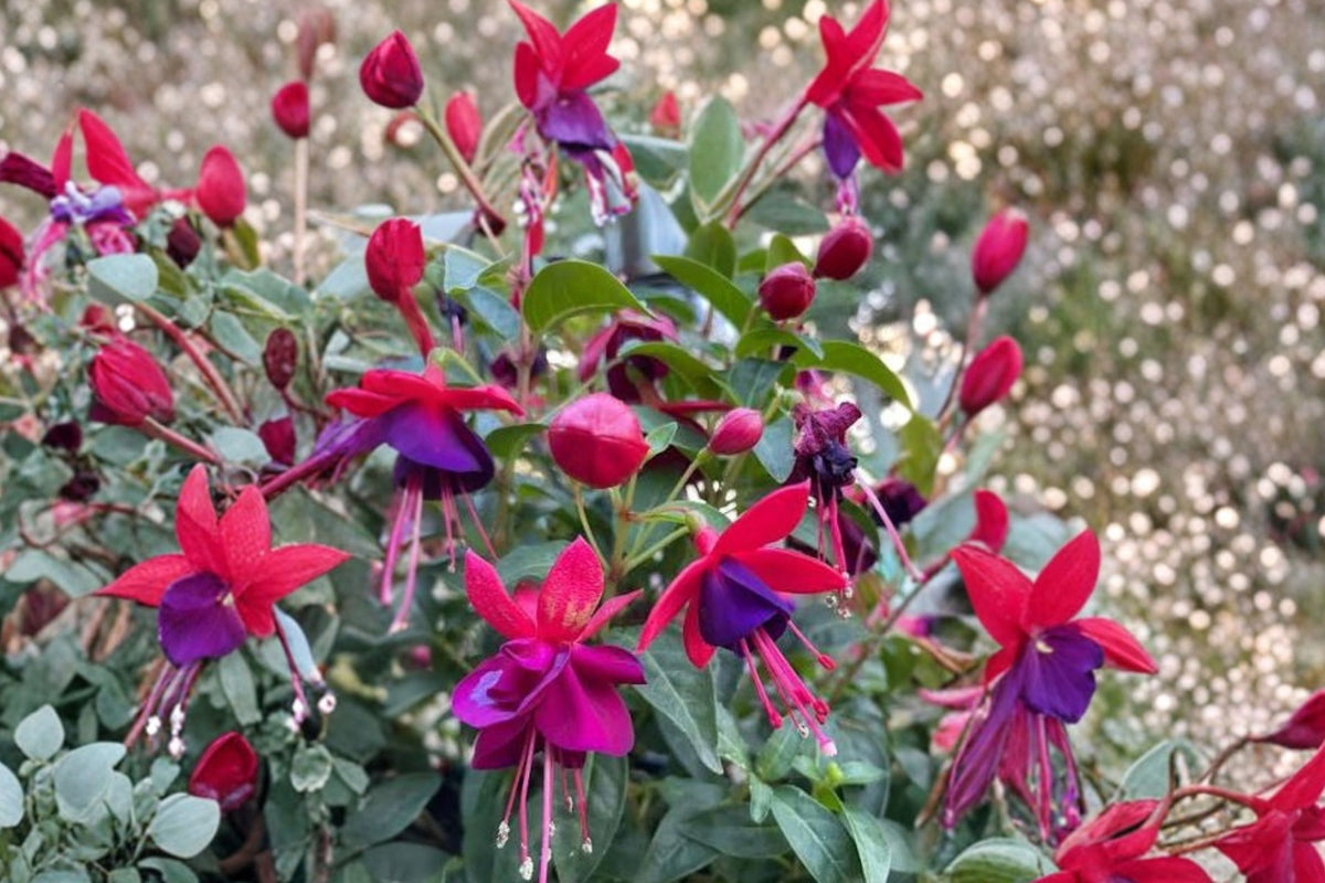 Fuchsia 'Santa Claus' Hardy Live Plant | Red & Purple Flowers | Pollinator & Hummingbird Attracting Perennial | 1 Gallon Pot