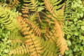 Dryopteris wallichiana 'Jurassic Gold' Fern - Golden Foliage Hardy Shade Perennial Live Plant in 3.5 Inch Pot
