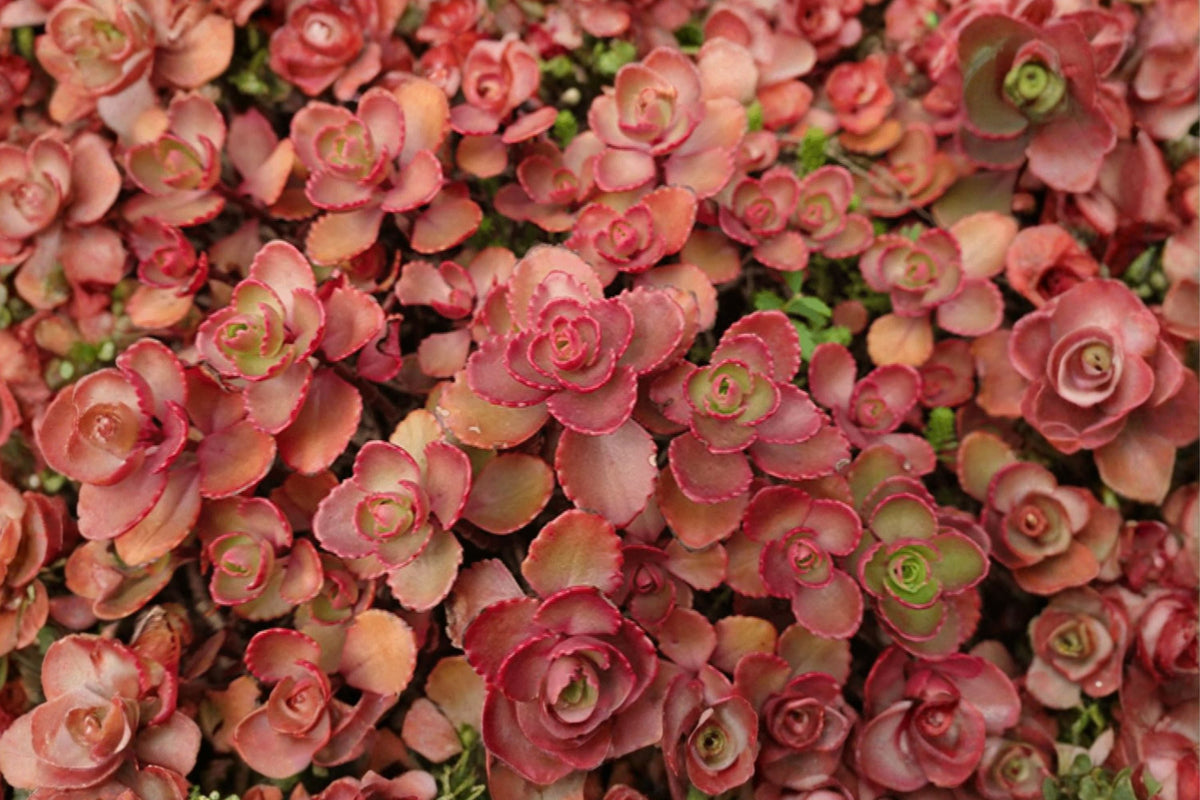 Sedum album 'Murale' Carpet Stonecrop Succulent Groundcover - Evergreen with Maroon and Green Foliage