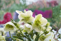 Lenten Rose 'Pacific Frost' Variegated Evergreen Perennial with White Flowers for Shade Gardens Zones 4-8