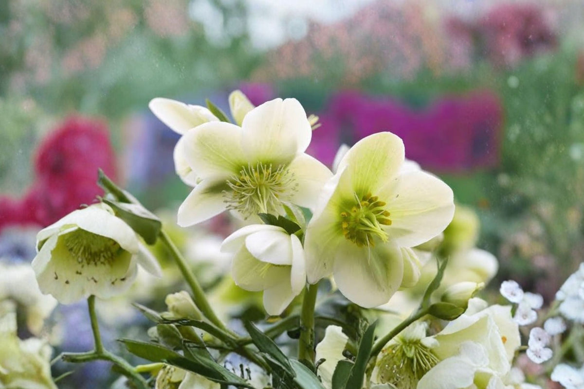 Lenten Rose 'Pacific Frost' Variegated Evergreen Perennial with White Flowers for Shade Gardens Zones 4-8