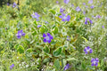 Vinca Minor 'Evelyn' Variegated Periwinkle Groundcover 3.5 Inch Pot Evergreen Shade Plant White Flowers Deer Resistant