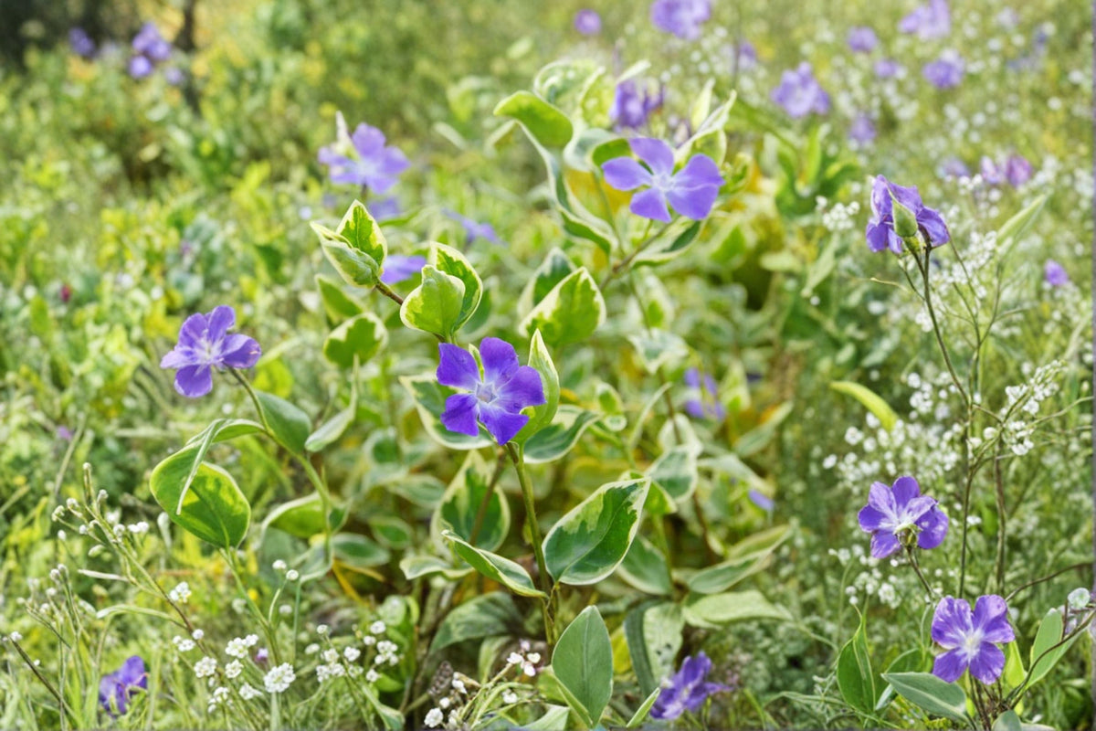 Vinca Minor 'Evelyn' Variegated Periwinkle Groundcover 3.5 Inch Pot Evergreen Shade Plant White Flowers Deer Resistant