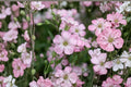 Gypsophila repens 'Rosea' Pink Baby's Breath Groundcover Perennial for Rock Gardens and Borders