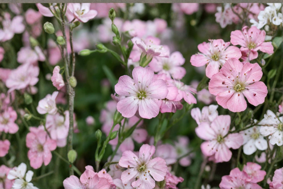 Gypsophila repens 'Rosea' Pink Baby's Breath Groundcover Perennial for Rock Gardens and Borders