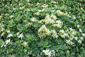 Sedum pachyclados White Diamond Succulent Groundcover Live Plant or Cuttings, Drought Tolerant, Hardy, Blue-Green Foliage