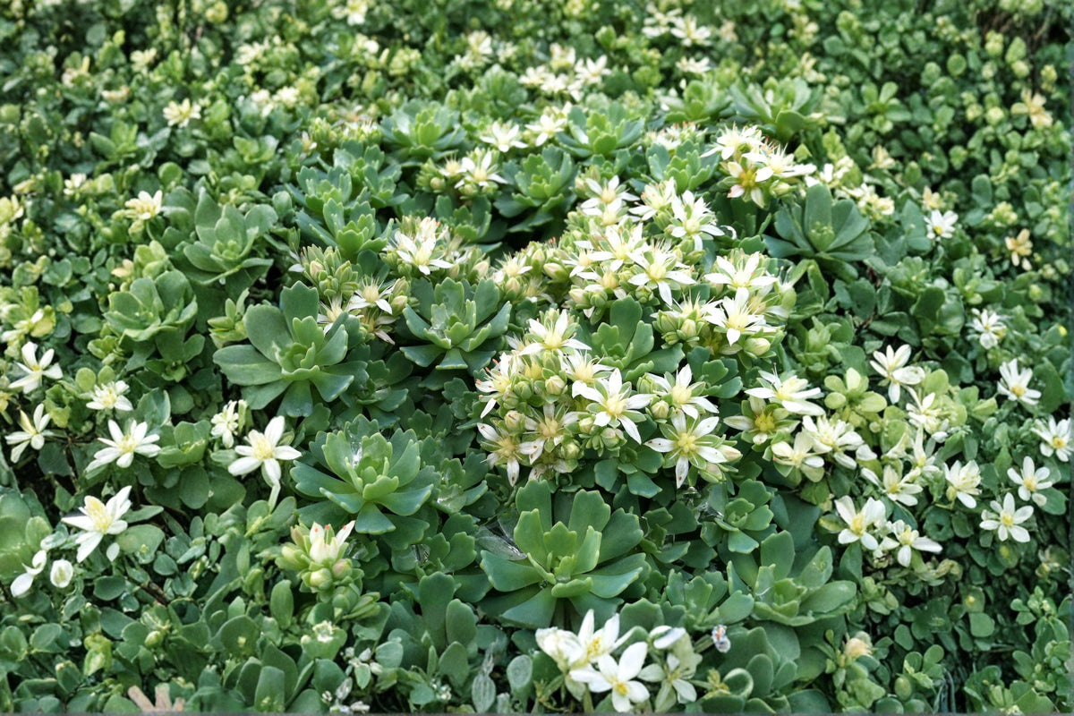 Sedum pachyclados White Diamond Succulent Groundcover Live Plant or Cuttings, Drought Tolerant, Hardy, Blue-Green Foliage