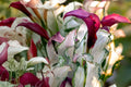 Zantedeschia Frosted Queen Variegated Calla Lily Live Plant - Purple Flowers & White Foliage, Bareroot or Potted