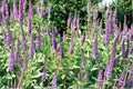 Veronica spicata 'Blue Carpet' Live Plant – Compact Perennial with Violet Blue Flowers for Borders, Rock Gardens & Containers