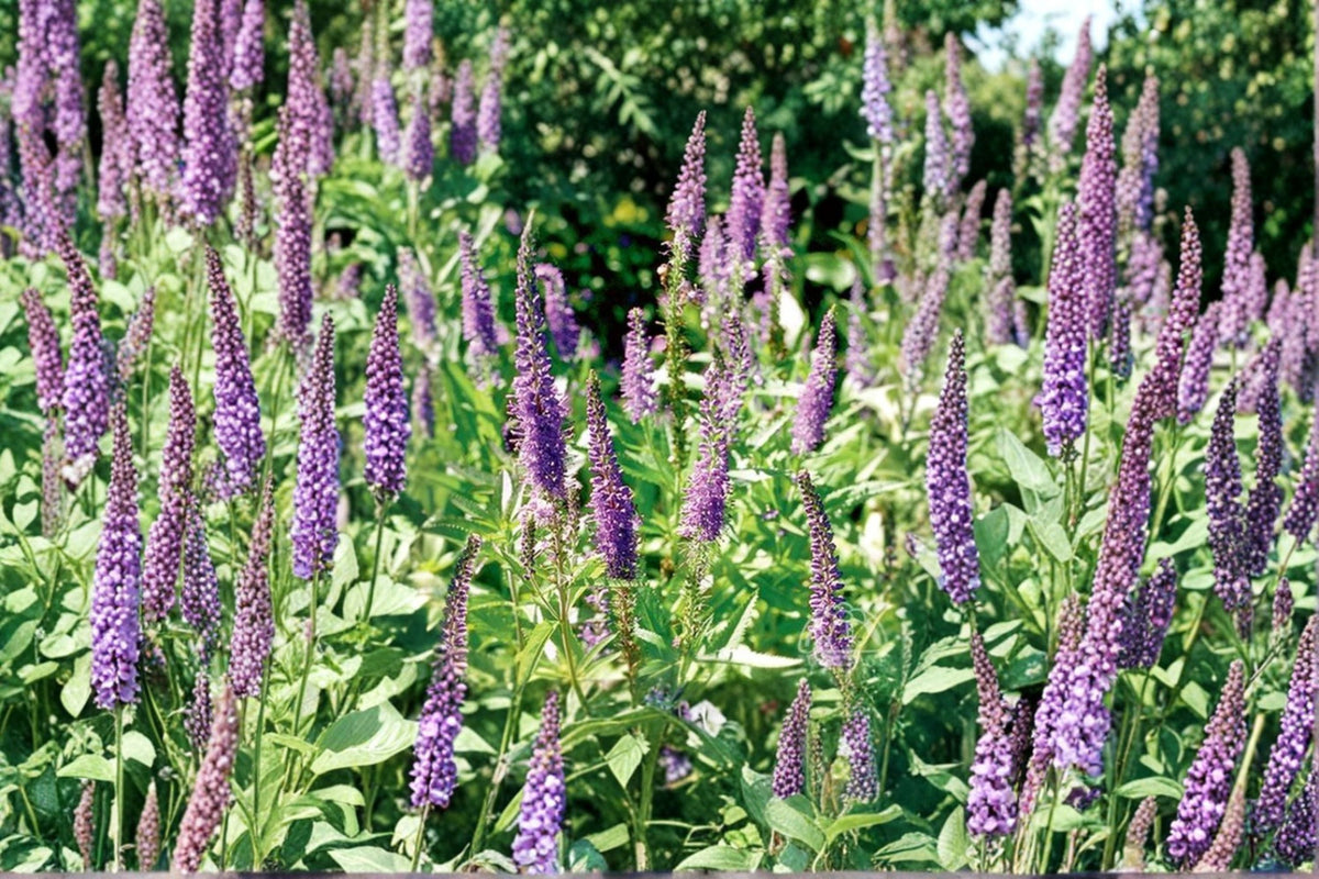 Veronica spicata 'Blue Carpet' Live Plant – Compact Perennial with Violet Blue Flowers for Borders, Rock Gardens & Containers