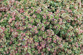 Sedum oreganum Evergreen Succulent Groundcover – Drought Tolerant, Deer Resistant, Pacific Native Stonecrop