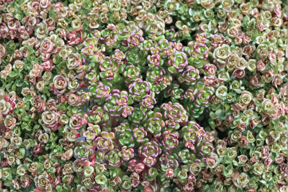Sedum oreganum Evergreen Succulent Groundcover – Drought Tolerant, Deer Resistant, Pacific Native Stonecrop