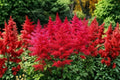 Astilbe 'Fanal' Deep Red Perennial Shade Plant – Deer Resistant, Live Flowering Plant for Borders & Containers