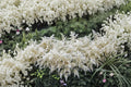Astilbe 'Bridal Veil' White Perennial | Shade-Loving, Deer Resistant, Cut Flower | Astilbe chinensis