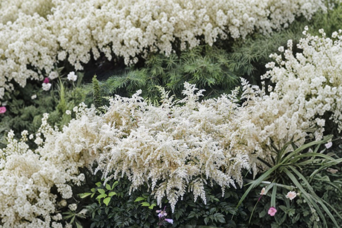 Astilbe 'Bridal Veil' White Perennial | Shade-Loving, Deer Resistant, Cut Flower | Astilbe chinensis