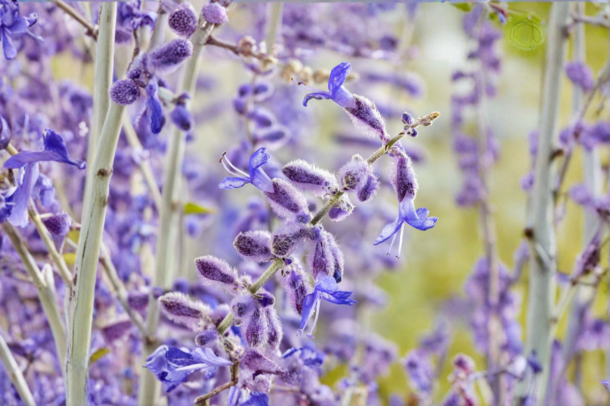Perovskia 'Little Spire' Russian Sage Live Plant – Compact Drought-Tolerant Perennial with Lavender-Blue Flowers