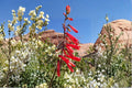 Penstemon 'Firebird' Red Beardtongue Live Plant, Drought Tolerant Perennial, Hummingbird Flower, Long Blooming, 1 Gallon