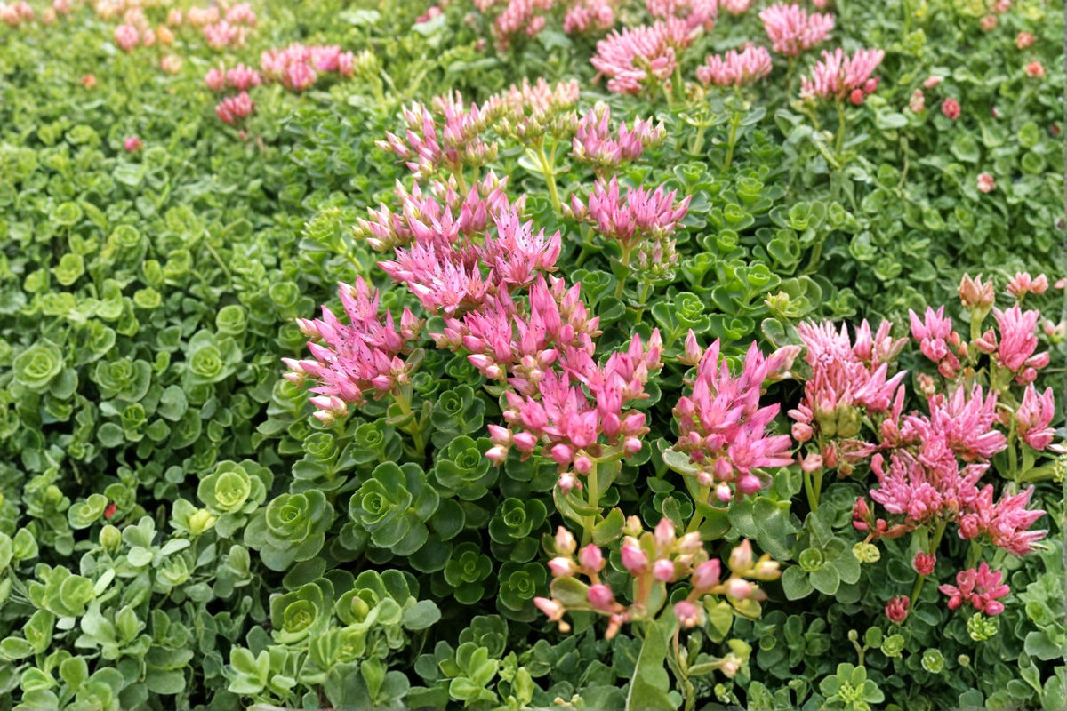 Sedum spurium 'John Creech' Groundcover Succulent with Pink Flowers, Drought Tolerant Evergreen Plant