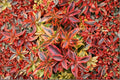 Abelia 'Kaleidoscope' Variegated Evergreen Shrub with Color Changing Foliage, Compact Landscape Plant, White Fragrant Flowers