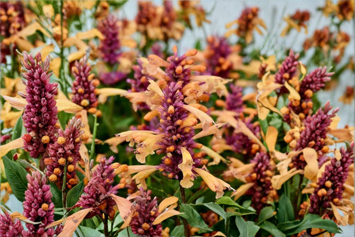 Agastache 'Peachie Keen' Hummingbird Mint Perennial Drought Tolerant Fragrant Pollinator Plant, 1-Gallon Pot