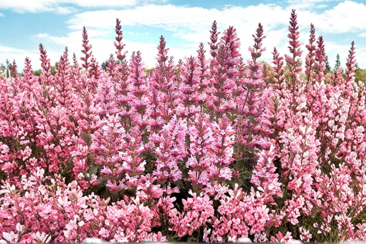 Agastache Pink Pearl Perennial Plant Live Plug Drought Tolerant Fragrant Pollinator Garden