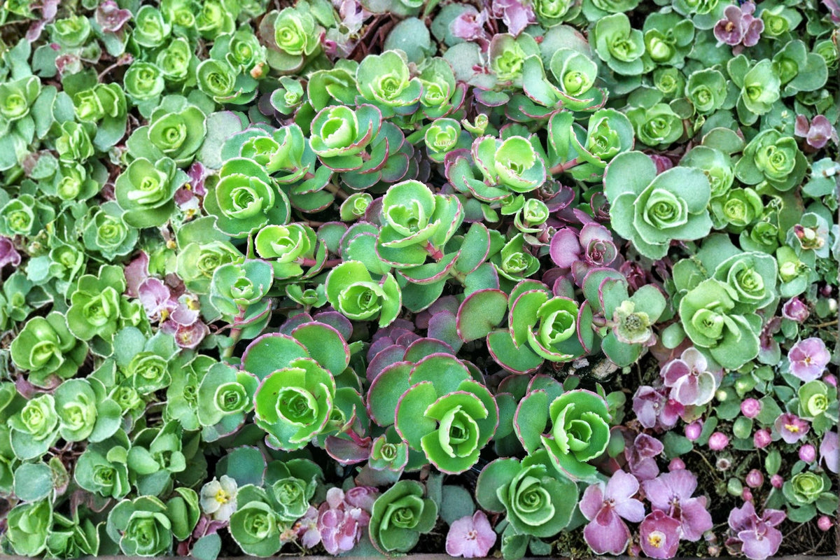 Sedum 'Dark Dragon' Groundcover Succulent Drought Tolerant Evergreen Plant 3.5" Pot or Cuttings