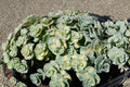 Variegated Sedum sieboldii 'Mediovariegatum' Succulent Plant with Blue Green & Gold Foliage, Pink Flowers, Live Plant or Plug