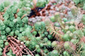 Sedum 'Antique Grill' Cuttings, Blue Purple Succulent Groundcover, Drought Tolerant Evergreen Plant, Fairy Garden, Rock Garden
