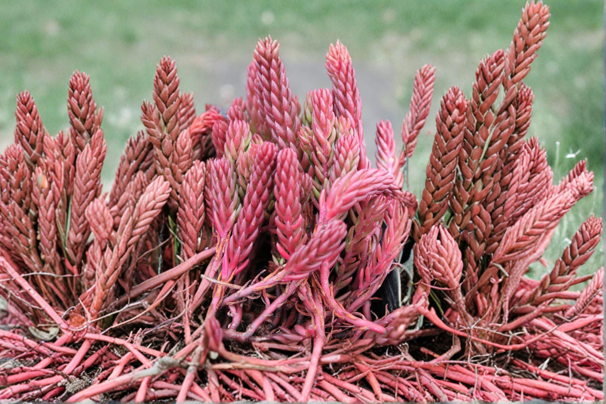 Sedum 'Red Wiggles' Live Plant, 3.5-Inch Drought Tolerant Evergreen Succulent Groundcover