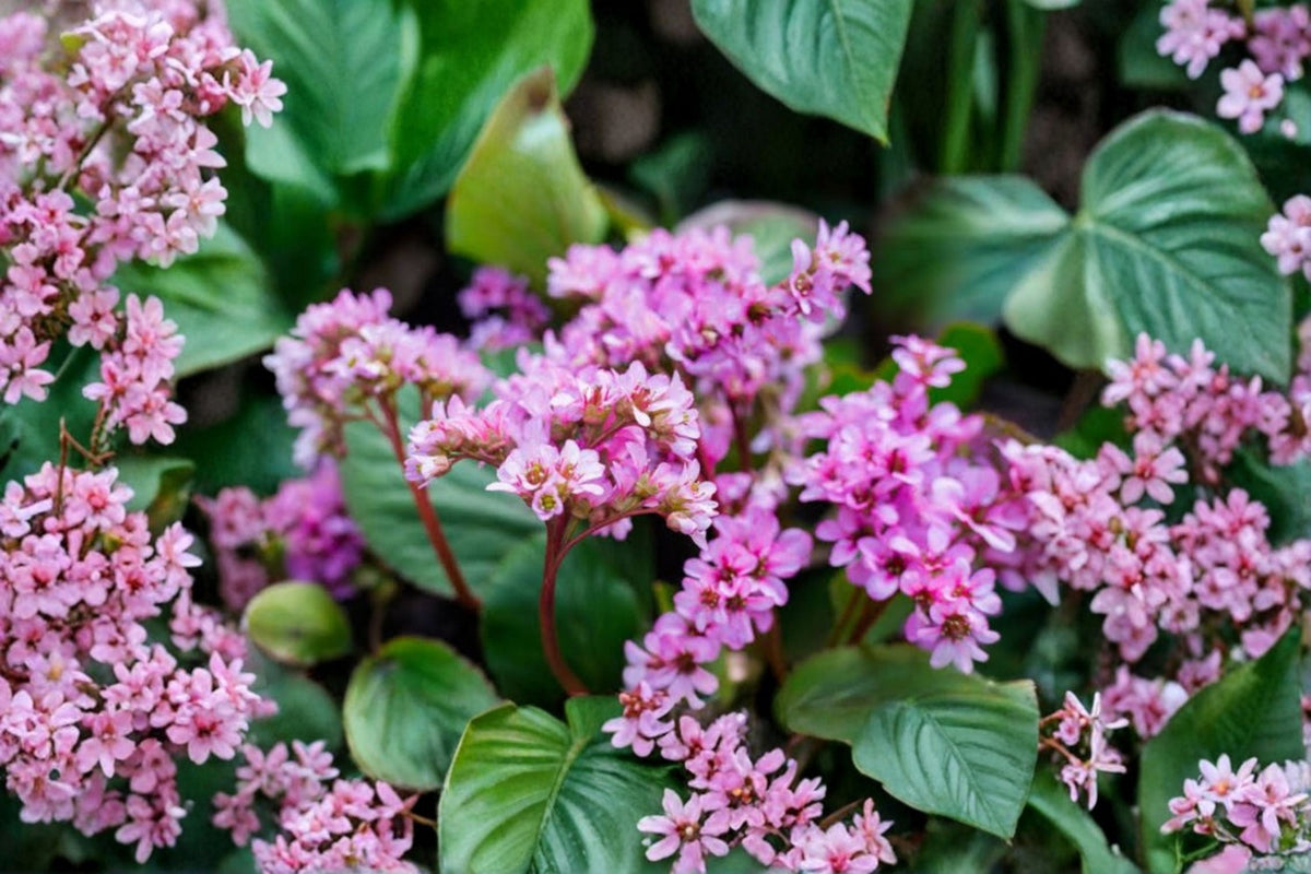 Bergenia 'Dumbo' Elephant Ear Perennial Pink Flowers Evergreen Shade Groundcover Live Plant
