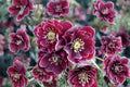 Lenten Rose 'Amethyst Gem' Evergreen Perennial | Winter Jewels Hellebore | Purple Shade Plant | Deer Resistant Live Plant