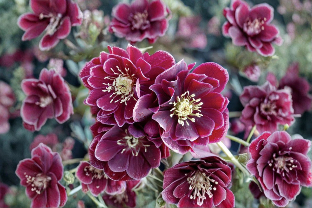 Lenten Rose 'Amethyst Gem' Evergreen Perennial | Winter Jewels Hellebore | Purple Shade Plant | Deer Resistant Live Plant